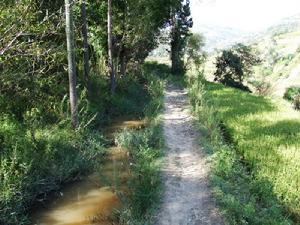 田間路