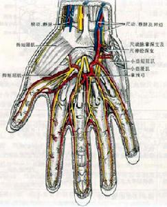 掌淺動脈弓