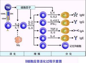 免疫無應答性