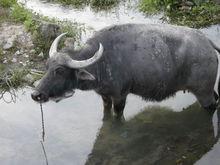 溫州水牛