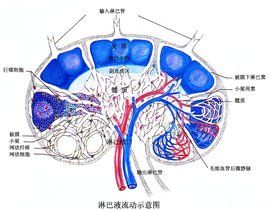 淋巴液