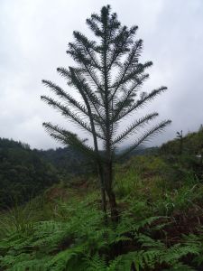 白雲山林場[江西省吉安市青原區]