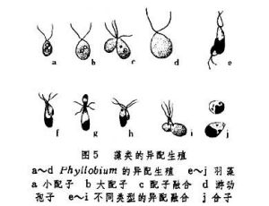 異配生殖