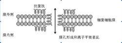 圖3. 抗菌肽結合導致的細菌膜穿孔示意圖