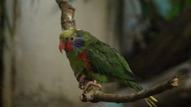 紅脅吸蜜鸚鵡紐幾內亞東部亞種