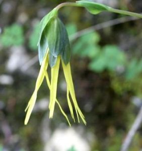 木里垂頭菊