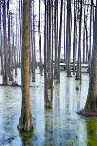 落雁景區隨處可見密集的池杉生長在水中