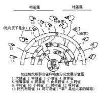 生殖隔離