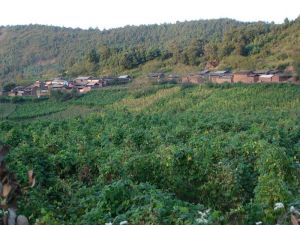 郎馬路村