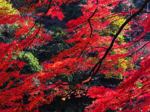 香山紅葉