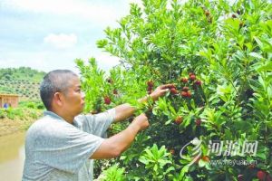 松梓村農民在收穫果實。