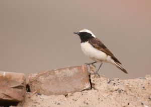 英 文 名 Pied Wheatear 白頂鵖