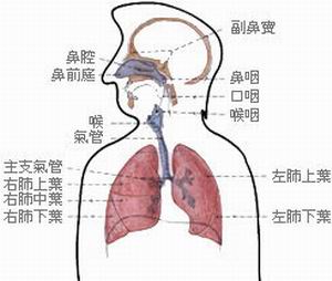 阿根廷出血熱