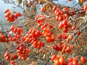 Cornus officinalis