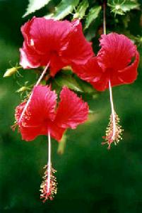 Hibiscus rosa-sinensis