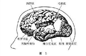 神經語言學