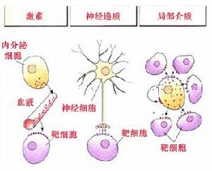 信號分子