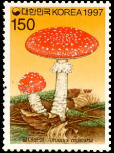 Amanita muscaria (L. : Fr. ) Hooker.