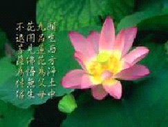 不花九願