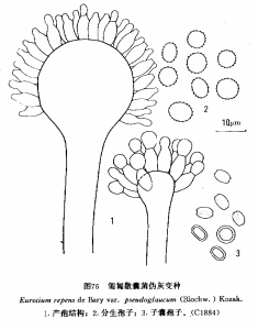 匍匐散羹菌偽灰變種