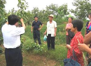 高嶺鎮