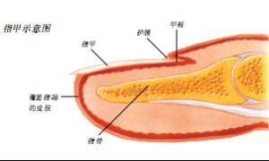 人指甲