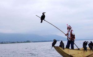 洱海魚鷹馴化表演基地