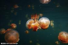 海洋無脊椎動物   水母