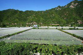 安家莊村[山西省晉中市昔陽縣大寨鎮下轄村]