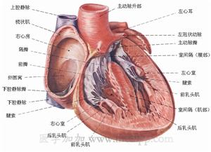 慢性縮窄性心包炎