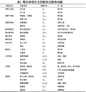 單神經病與神經叢神經病