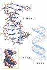DNA雙螺旋分子結構