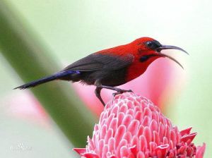 黃腰太陽鳥指名亞種