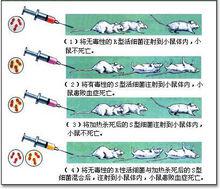 格里菲斯轉化實驗