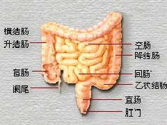 結腸性便秘