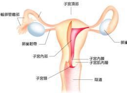 出血性輸卵管炎