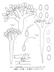 玉蜀黍指霜霉