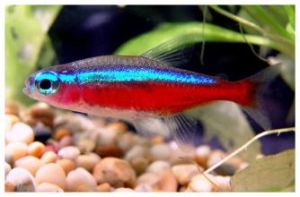 Neon tetra