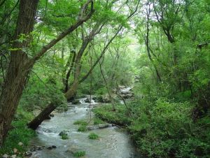 大口國家森林公園 