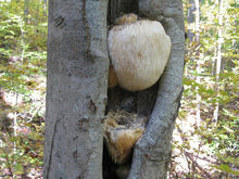 Hericium erinaceus