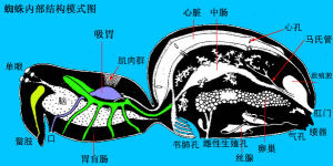 蛛形綱的生理結構