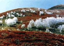 高山苔原景觀帶