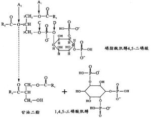 二磷酸肌醇磷脂