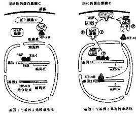 人活化蛋白C