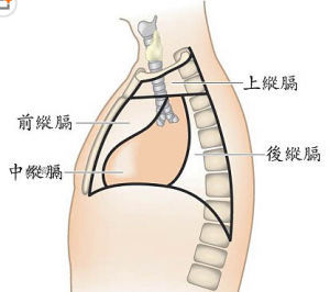 縱膈