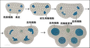 花葯模式圖