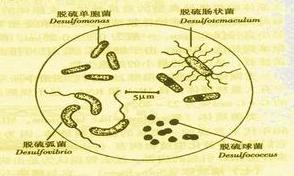 厭氧菌肺炎