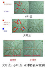 大葉蘭冠號