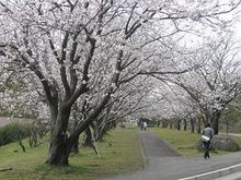 日本鹿兒島國際大學