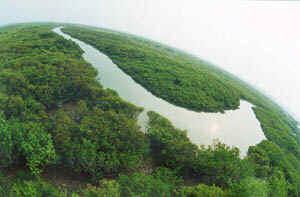 廣東湛江紅樹林自然保護區